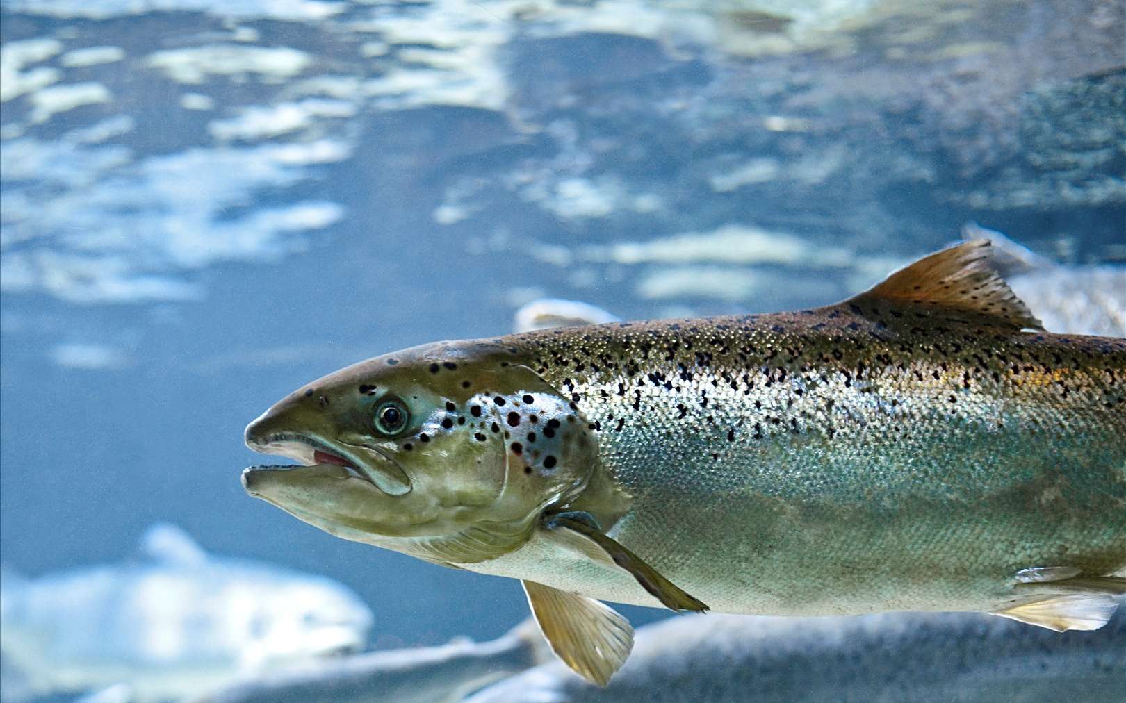 Quatrièmes naissances dans l’incubateur à œufs de saumon du Renaison