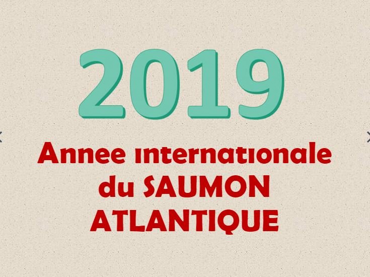 Le saumon atlantique, cet emblématique poisson…