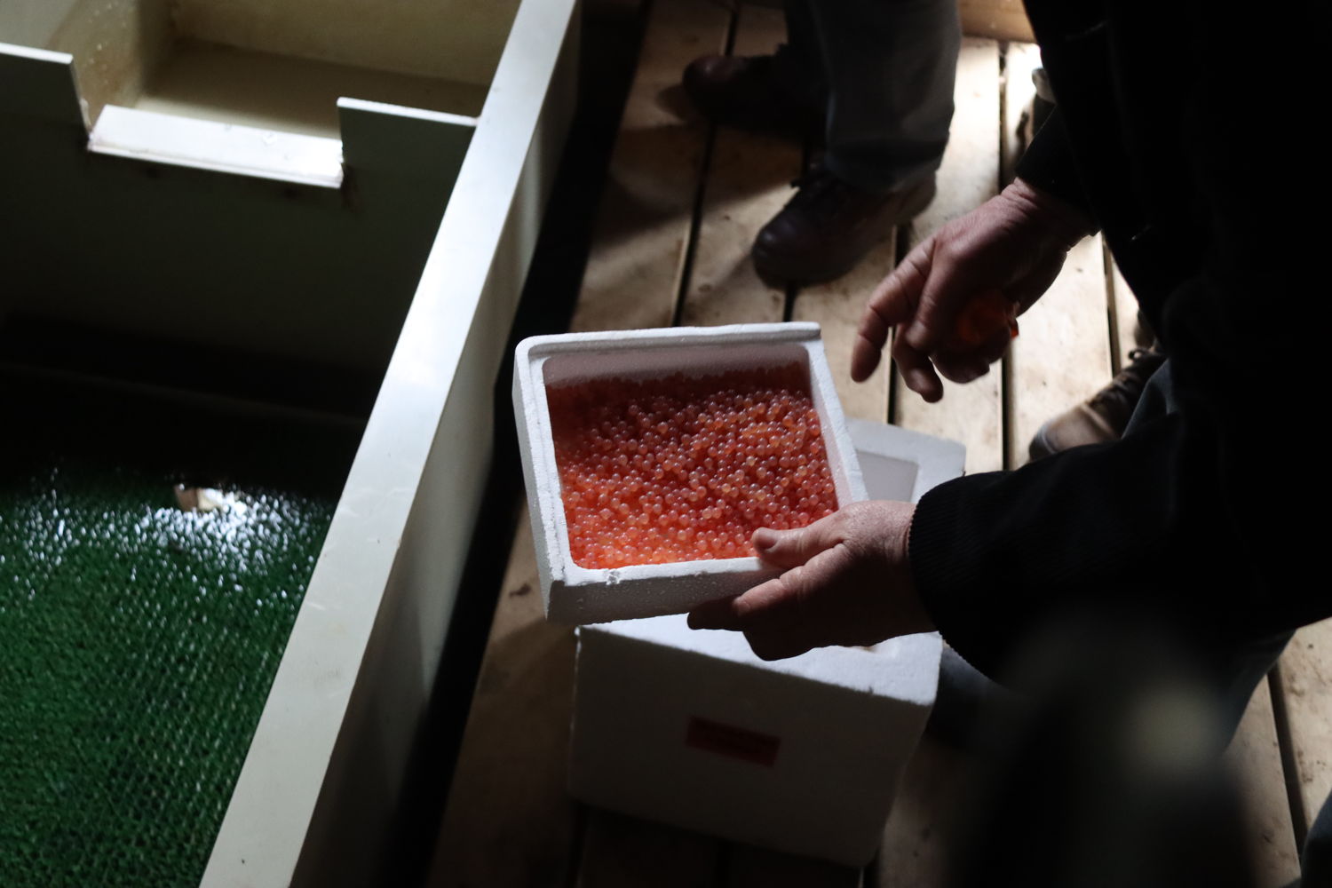 Incubateur à œufs de saumon du Renaison (saison 2024)