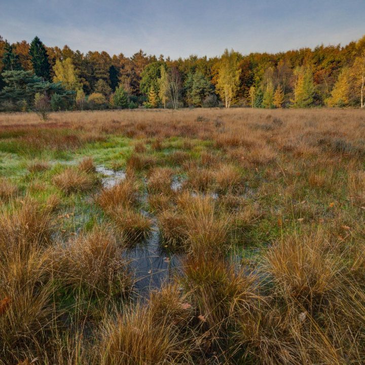 tourbières-720×720